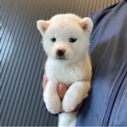 CHIRU: The Cutest White Shiba in Meme Coin Name Coin World