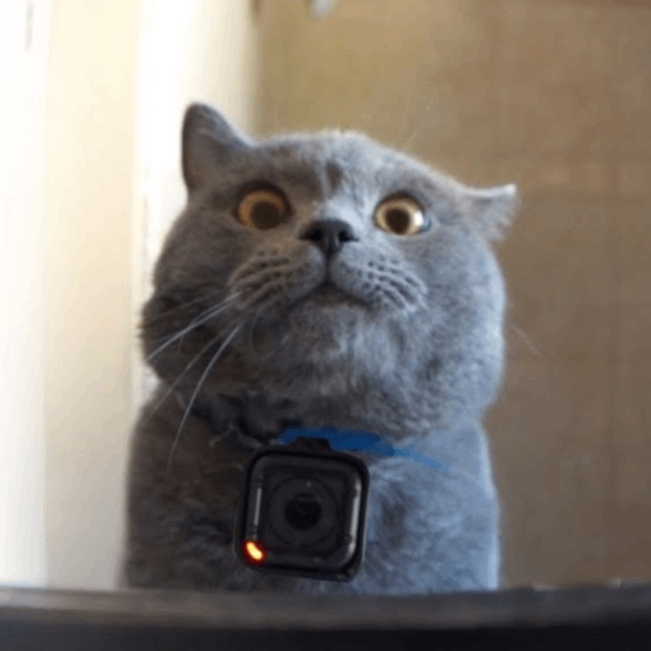 GoProCat: Meme Coin inspired by GoPro on Cat | GPC Coin