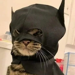 BTC Coin: Discover 'batcat' - The Ultimate Meme Coin Name Coin