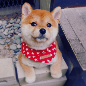 $mame Coin: The Cutest MEME Coin Name Coin Inspired by Mame Shiba Inu