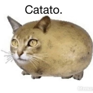 catato Coin: A Purrfectly Quirky MEME Coin for Cat Lovers!