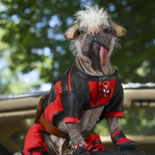 PEGGY Coin: Britain's Ugliest Dog Meme Coin Stars in DogPool