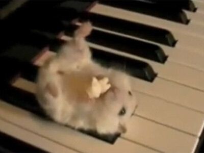 Ham Coin: Playful MEME Coin Inspired by Hamster on a Piano Viral Sensation