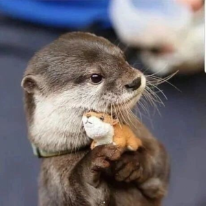 OTTIE Coin: The Cutest Otter Meme Coin - Get Your OTTIE Now!