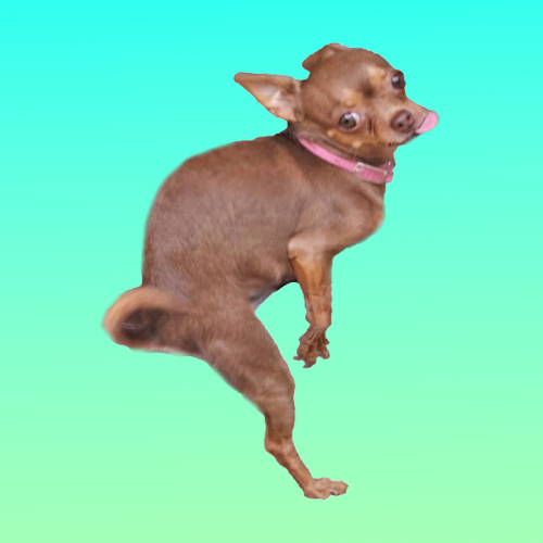 HUMPY Coin: Meme Coin Featuring a Horny Chihuahua Who Humps Everything