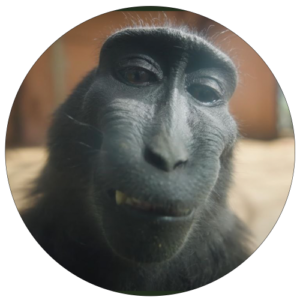 RIZZ MONKEY Coin: Viral Meme Coin, Gen Z's Favorite Rizz Sensation