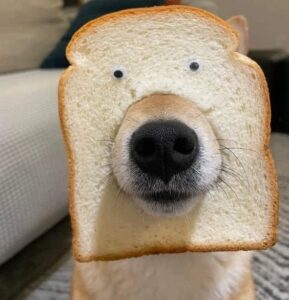 Dib Coin: Ultimate Meme Coin with Dog's Snout & Bread Slice