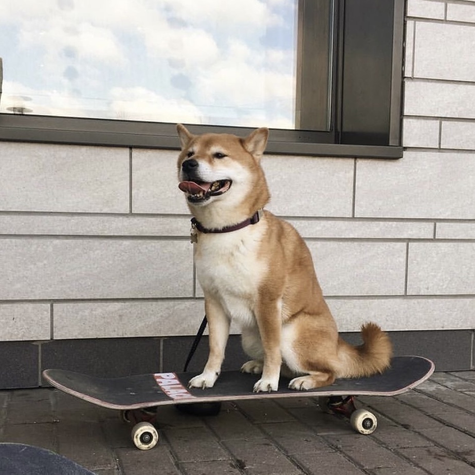 SKATE Coin: Meme fun with SKATEBOARD INU, the silly skateboard dog!