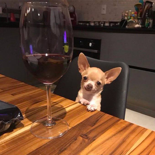 DATE Coin: Meme Coin with Wine-Loving Chihuahua, Dave the Date King