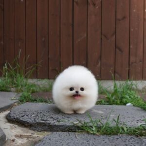 COTTON Coin: The fluffiest dog on Solana! Join the MEME Coin fun