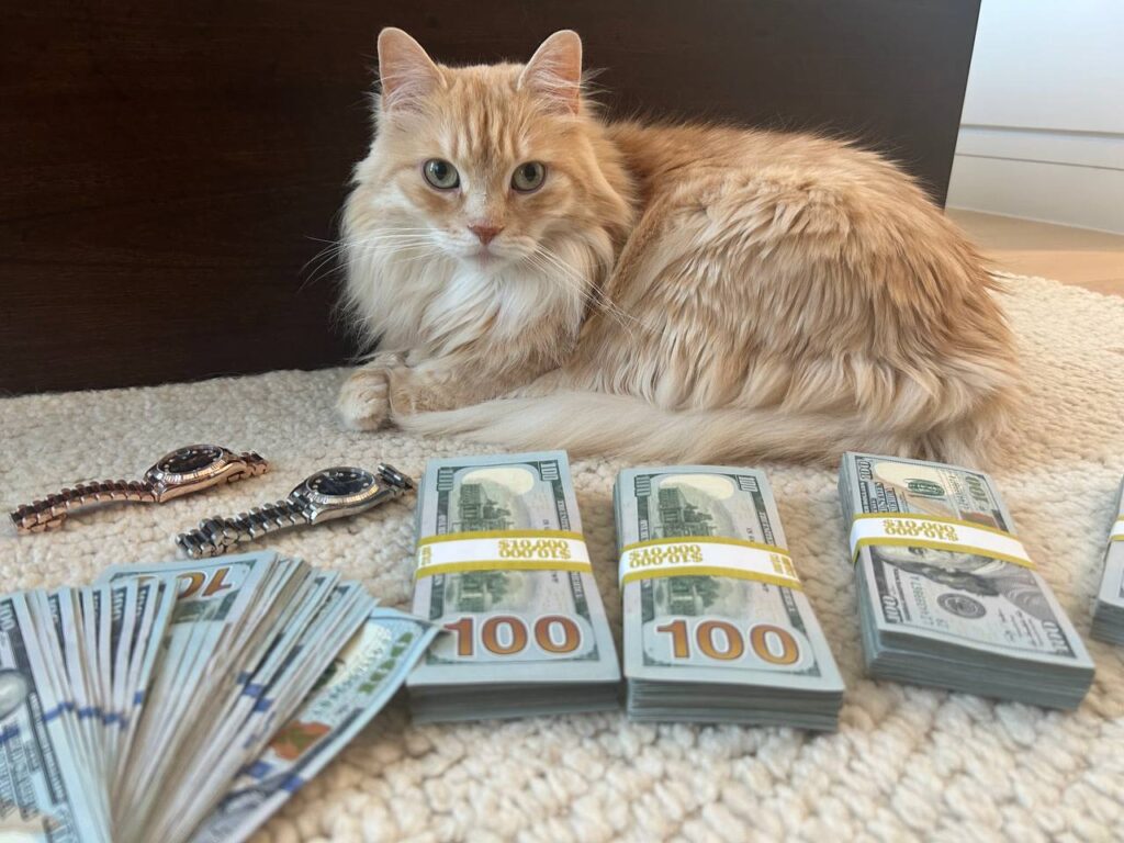 Rich Cat Coin: Meme Coin dev worth 8 figures, no burger jeeting