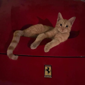 Rari Coin: Dive into 'ferrari cat' MEME Coin Sensation