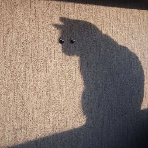 SHADOW Coin: The Latest MEME Coin Sensation - Just a Cat's Shadow