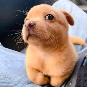 lowkey Coin: lowkey meme Coin sending this cute pup to billions