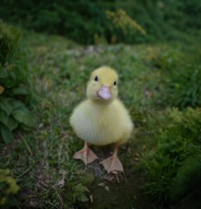 ducke: Adorable MEME Coin for Your Crypto Portfolio! 🦆💰