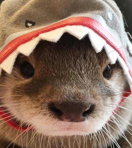 SO Coin: Dive into Meme Sensation with Shark Otter's Latest Coin