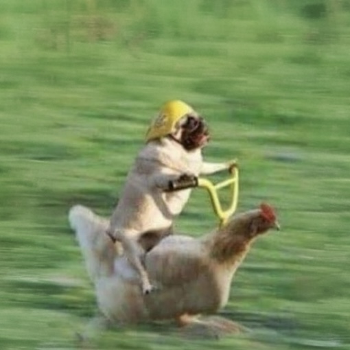 DRC Coin: Dog Riding Chicken - Discover the Latest MEME Coin