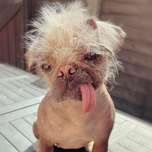 PEGGY Coin: World's Ugliest Dog Meme - Peggy Coin's Hollywood Debut