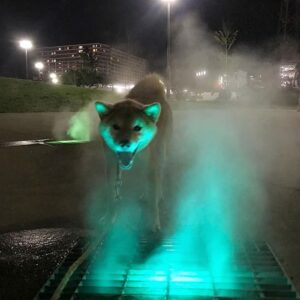 ghost Coin: Discover 'ghost inu,' the Haunting New Meme Coin Sensation