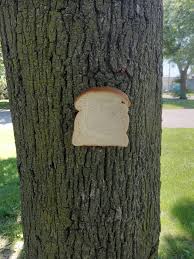 BOT Coin: Bread On Tree - The Meme Coin Growing on Trees! 🌳 #BOT