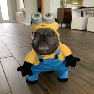 $MDOG Coin: MINION'S DOG Meme Coin Leading on SOLANA