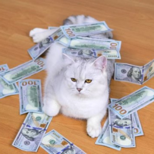 DCA Coin: Dollar Cat Average - The MEME Coin strategy, Stay in the game!