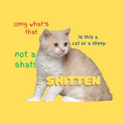 Shitten: Meme Coin - Is This a Cat or a Sheep? Shitten the Sheep Cat Coin