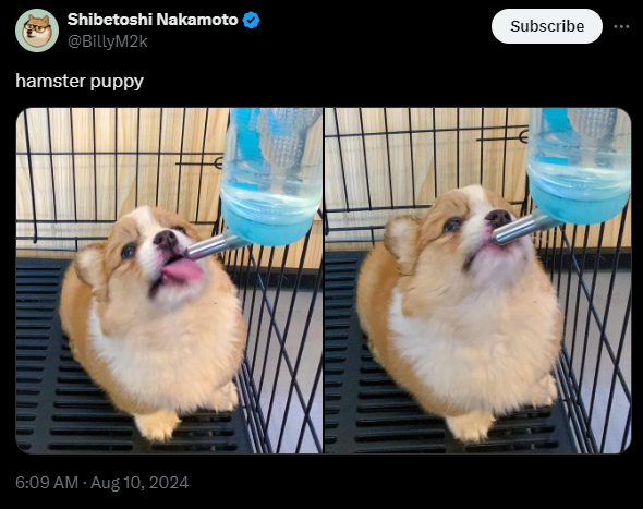 hamster Coin: Viral MEME Coin Inspired by hamster puppy and @BillyM2k