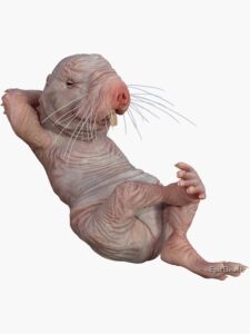 CNMR Coin: Unleash the Wild MEME Coin 'Chilling Naked Mole Rat