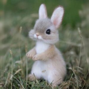 bunne Coin: Solana's Cutest Meme Coin – Hop to Profits!