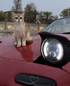 Car Coin: MEME Coin for Cat & Car Fans Inspired by @/brz