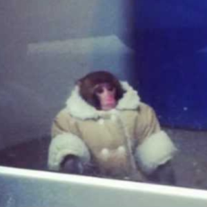 miki Coin: IKEA Monkey Meme-Inspired Coin - Fun, Chaos, and MEME Magic