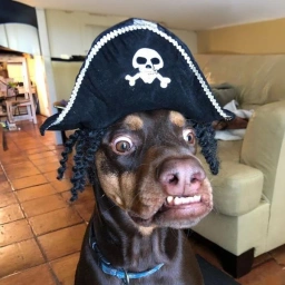 PIRATE Coin: Set Sail on Meme Coin Adventures with Pirate Dog!