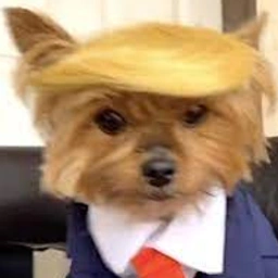 TDOG Coin: Unleash the Trump Dog Meme Coin Power Today!