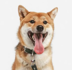 KAI Coin: Discover the Real Shiba Inu - Top MEME Coin Guide