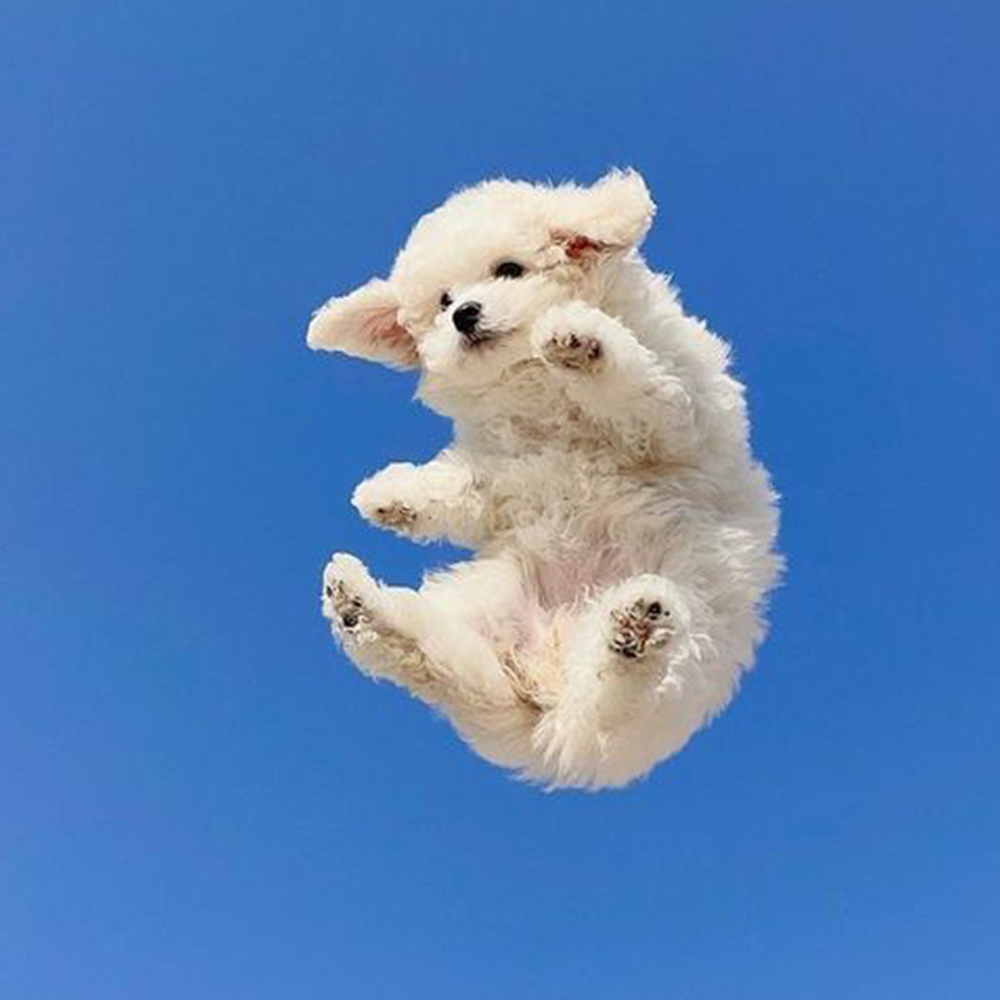 CLOUD Coin: Sky-High MEME Coin - Is It a Dog or a Cloud?