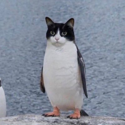 PAT Coin: Quirky Penguin Cat Meme Magic - The Ultimate $PAT Coin