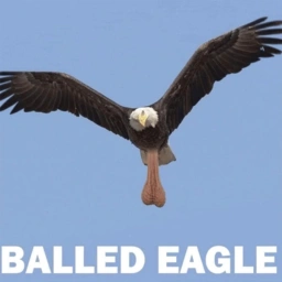 BALLED Coin: Balled Eagle Meme Coin with Sky-High Potential