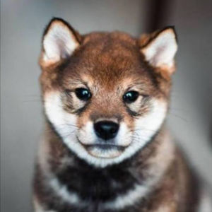 yuko Coin: Discover the Latest Shiba Inu MEME Coin Trend!