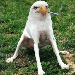 SED Coin: Wild MEME Coin - Smoking Eagle Dog, AMERIKAAA BITCH Energy