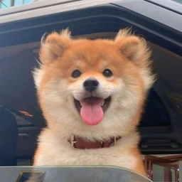 floof Coin: The Ultimate Dog in the Wind – Soaring MEME Coin