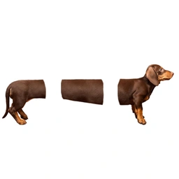 d o g Coin: Join the Pack with the Latest MEME Coin Long Boy