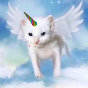 SUC Coin: Smoking Unicorn Cat MEME Coin – Discover SUC Coin Today!