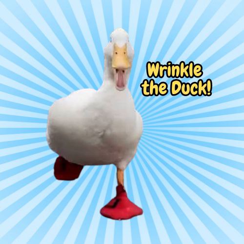 Duck Coin: Fastest Meme Coin Inspired by Wrinkle the Duck, Quack to Bucks