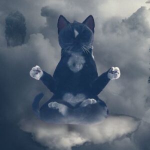 CALM: Discover 'CATS ARE LENDING MONEY' MEME Coin