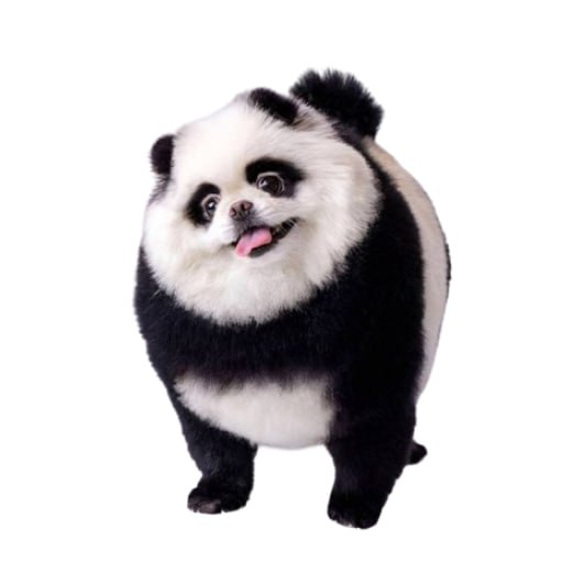 DICE Coin: Unleash Degen Panda in the Wildest MEME Coin Adventure