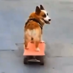 SDOG Coin: Meme Coin with Dog on Skateboard - SDOGSride