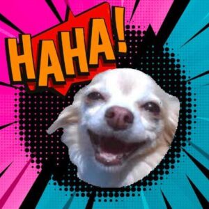 HAHA Coin: The Chihaha Dog MEME Coin - Join the Laughs!