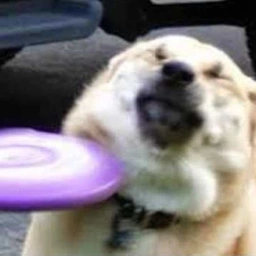 MANGO Coin: frisbee doge's ultimate meme Coin catch!