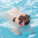 lpDog Coin: Dive into the Latest Meme Trend with LP Dog Coin